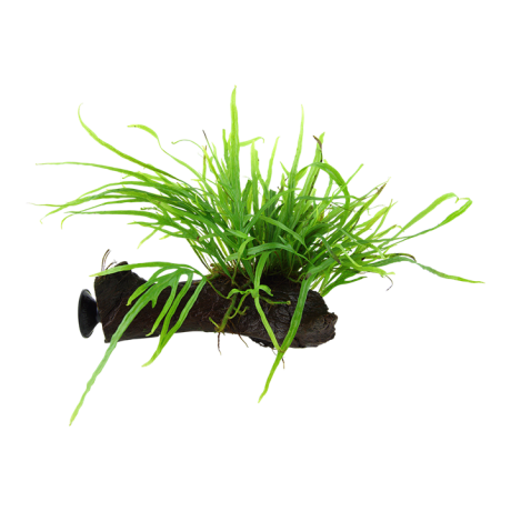 Microsorum pteropus 'Trident' snag + imin
