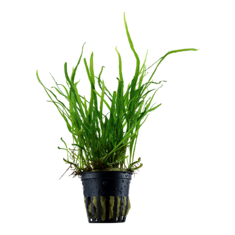 Tropica TRIDENT FERN või TRIDENT (Microsorum pteropus "Trident")