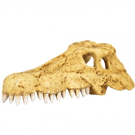 Repti-Zoo Crocodile Skull S - krokodilli kolju