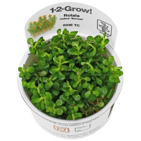 Rotala indica 'Bonsai' 1-2Kasva!