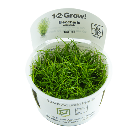 Eleocharis acicularis