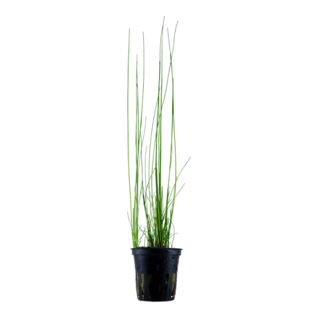 Eleocharis sp. montevidensis potis