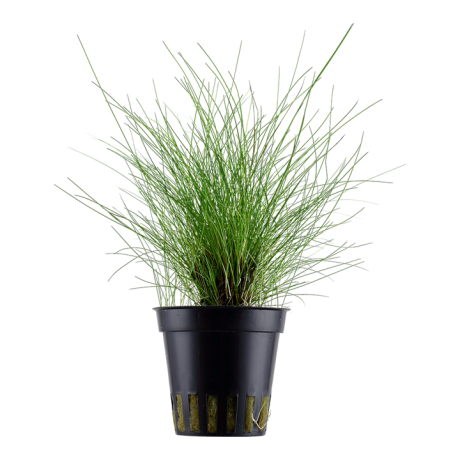 Eleocharis parvula potis
