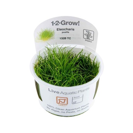 Eleocharis pusilla 1-2-Kasvab