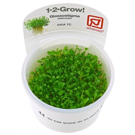 Glossostigma elatinoides