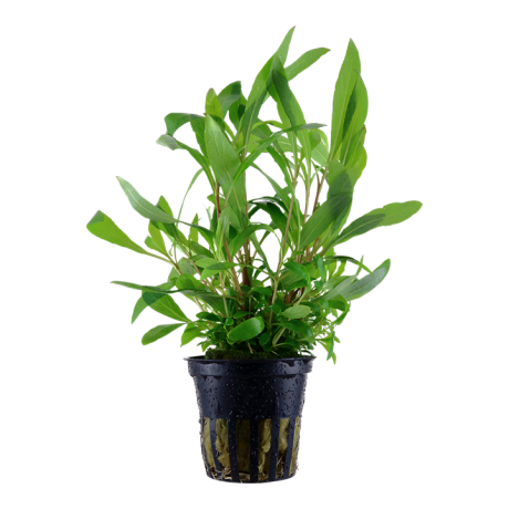 Hygrophila corymbosa 'Siamensis 53B' potis