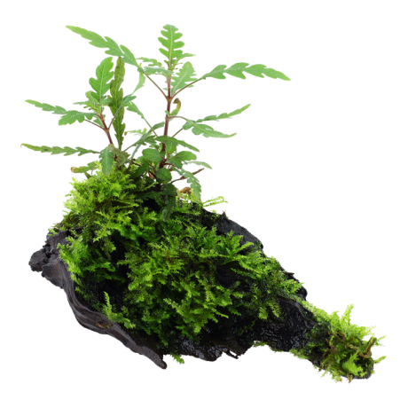 Hügrophila pinnatifida samblaga triivpuidul