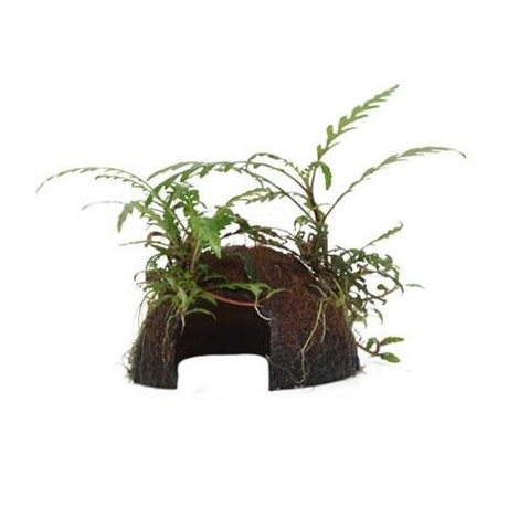 Hygrophila pinnatifida kookospähklil