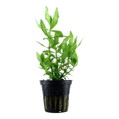 Hygrophila polysperma