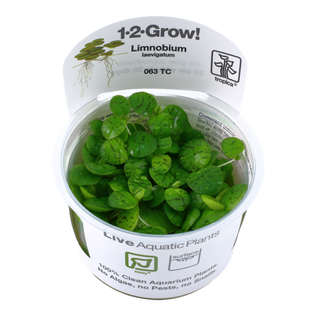 Limnobium laevigatum 1-2-Grow!