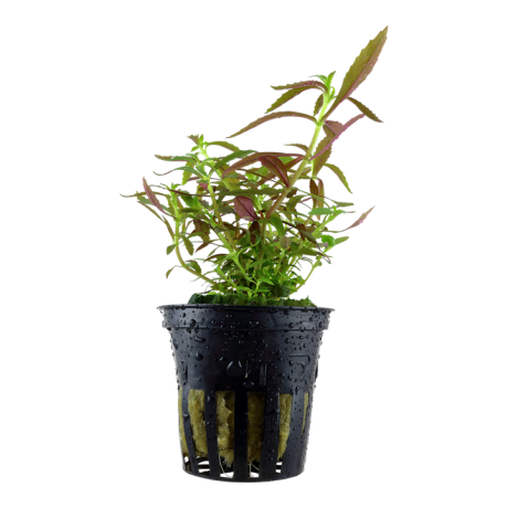 Limnophila hippuridoides (Limnophila red) potis
