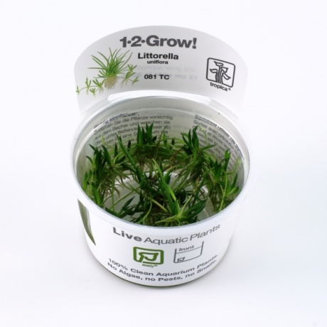 Littorella uniflora 1-2Kasvab