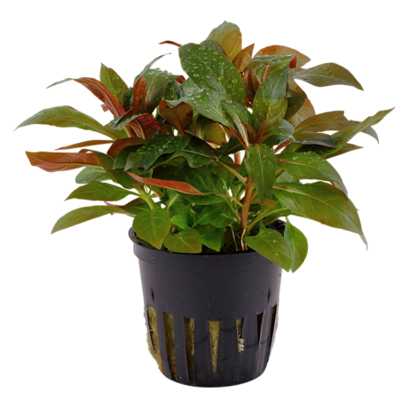Ludwigia glandulosa potis