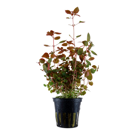 Ludwigia palustris 'Super Red' potis