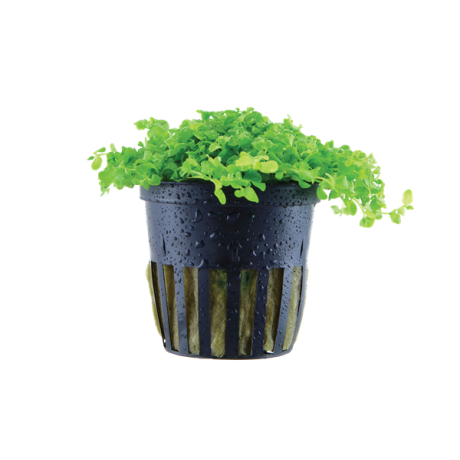 Micranthemum 'Monte Carlo' potis