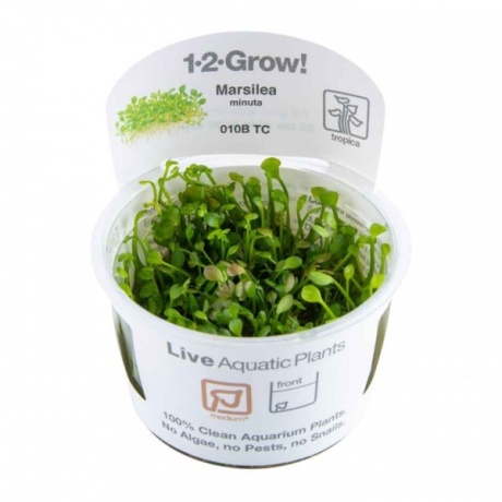 Marsilea Minuta 1-2 Kasva!