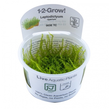 Leptodictyum riparium