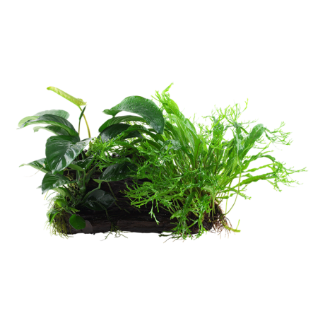 Microsorum - Anubias 'Duet' snag XL-l