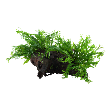 Microsorum pteropus 'Windeløv' triivpuidul XL