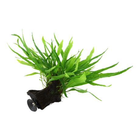 Microsorum pteropus 'Narrow' tüünal