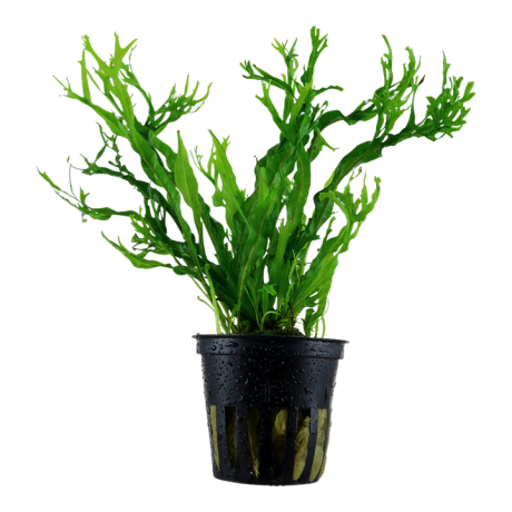 Microsorum pteropus 'Windeløv' potis