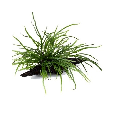 Microsorum pteropus 'Trident' tüünal