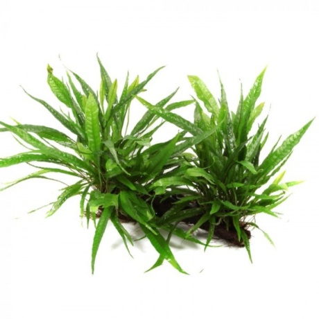Microsorum pteropus mangroovi triivpuidul - XL