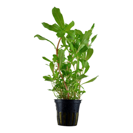 Ammannia crassicaulis potis