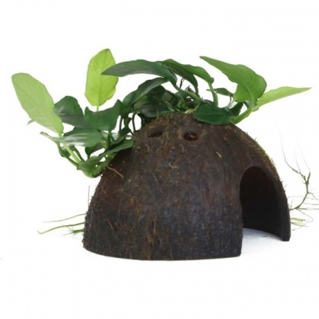 Anubias barteri var. nana kookose peal