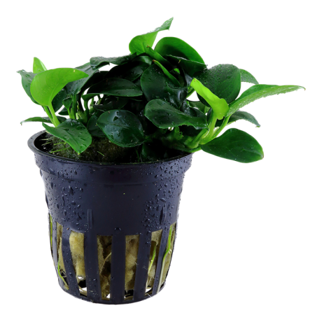 Anubias nana petite (Anubias barteri var. nana ‘Petite’)