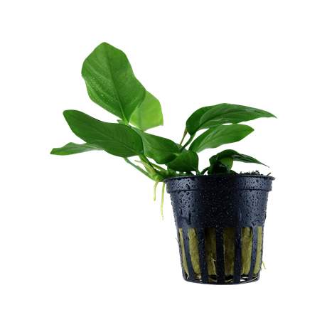 Anubias barteri var nana