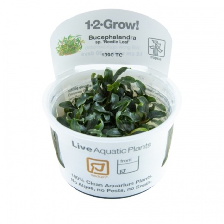 Bucephalandra sp. 'Nõelaleht' 1-2Kasva