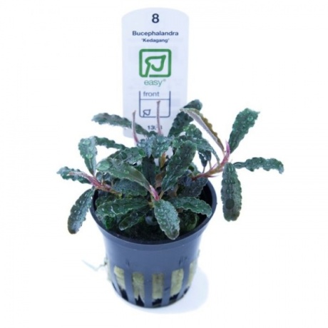 Bucephalandra 'Kedagang' в горшке