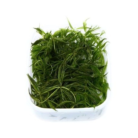Ceratophyllum demersum 'Foxtail' - Hornwort