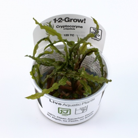 Cryptocoryne crispatula 1-2Grow (Cryptocoryne crispatula vari. Balansae)