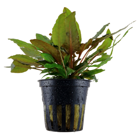 Cryptocoryne wendtii "Tropica" potis