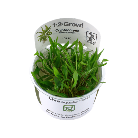 Cryptocoryne wendtii 'Green'