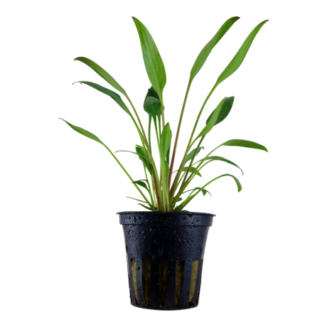 Cryptocoryne willisii