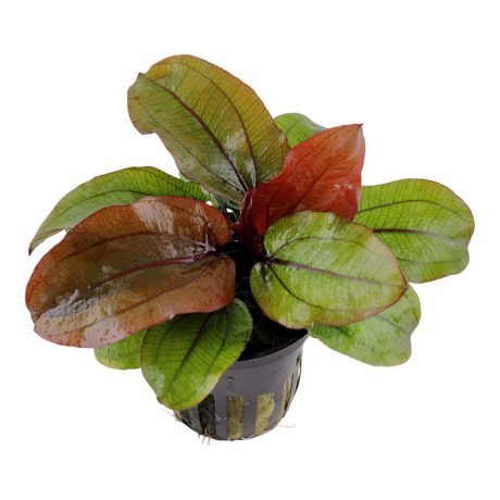 Echinodorus 'Reni' potis
