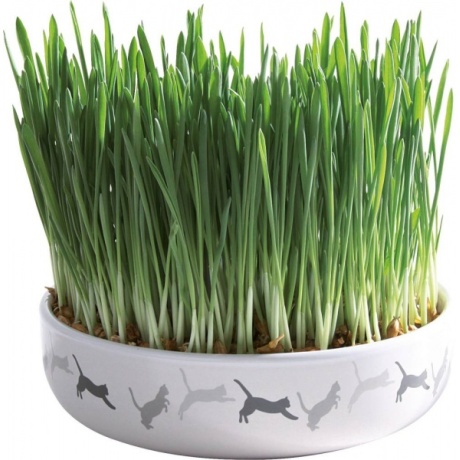 Керамическая миска для травы для кошек, ø 15 × 4 см, 50 г
