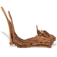 Mangroovi juurikas 30-40cm tk