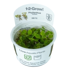 Tropica Филлантус плавающий (Phyllanthus fluitans) 1-2 Grow!
