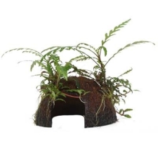 Hygrophila pinnatifida на кокосе