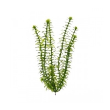 Tetra Plantastics искусственное растение Anacharis S - 15sм