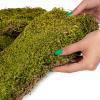 Terrario Shadow Forest Moss - looduslik sammal 35x28cm