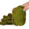 Terrario Shadow Forest Moss - looduslik sammal 35x28cm