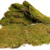 Terrario Shadow Forest Moss - looduslik sammal 35x28cm