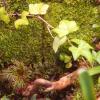 Terrario Shadow Forest Moss - looduslik sammal 35x28cm