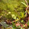 Terrario Shadow Forest Moss - looduslik sammal 35x28cm
