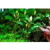 Bucephalandra pygmaea 'Bukit Kelam' 1-2-GROW